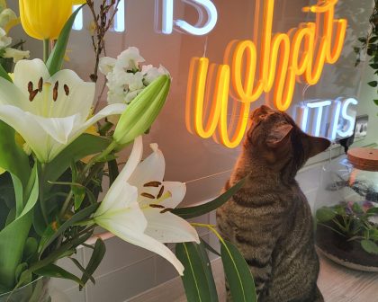 Photo of multicoloured LED neon sign saying It is what it is by Love Inc. with Nero the cat