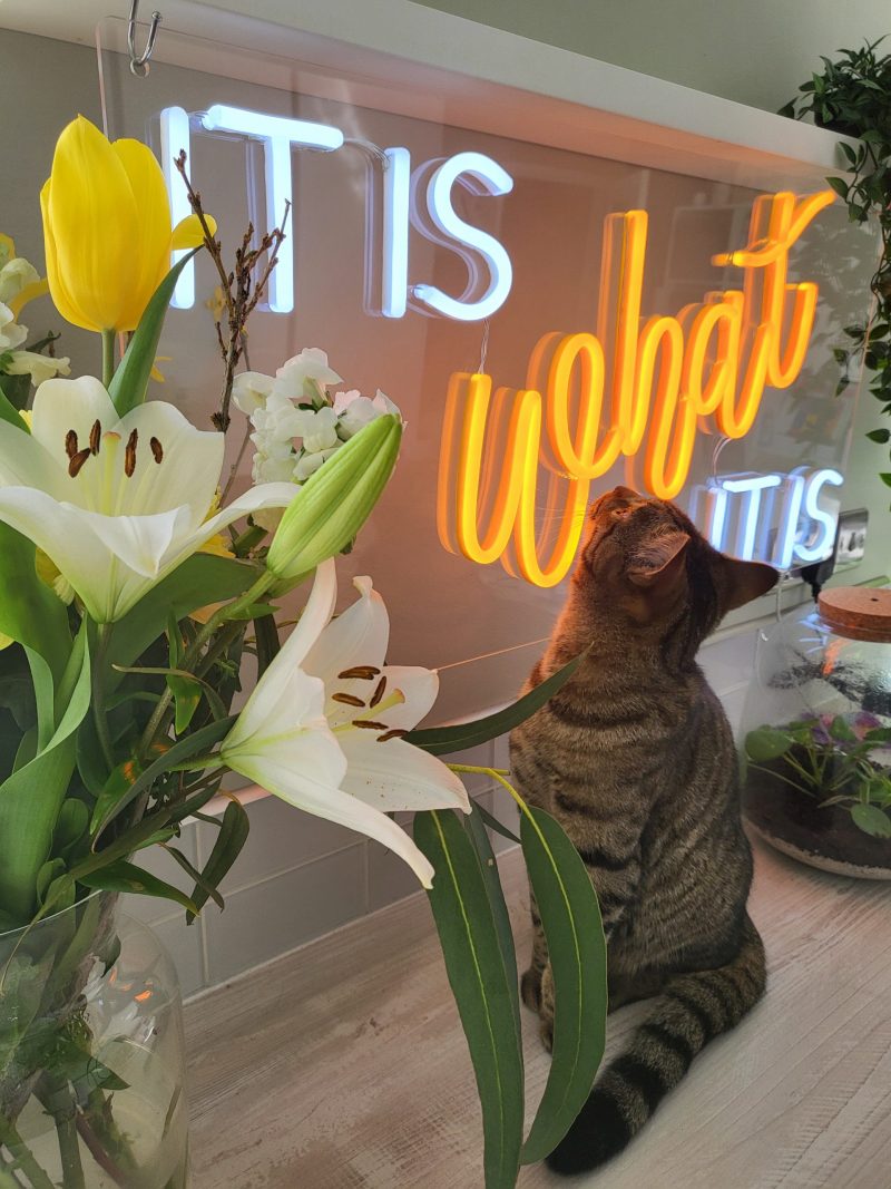Photo of multicoloured LED neon sign saying It is what it is by Love Inc. with Nero the cat